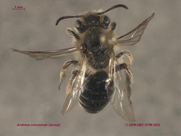 Photo of Andrena concinnula by Spencer Entomological Museum